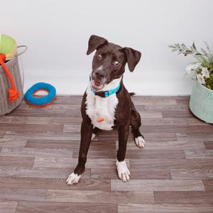 A brown and white dog sitting on a wooden floor, wearing a blue collar with a tag, looking up at the camera. There are dog toys and a potted plant in the background.