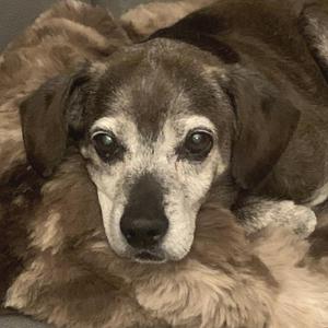 A close-up of a dog with a fluffy brown and white coat, looking directly at the camera.