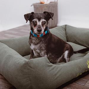 Baxter, Rat Terrier / Mixed Breed, senior, available for adoption