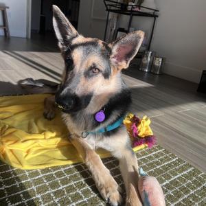 Galileo, German Shepherd Dog, adult, available for adoption