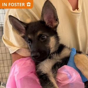 Little Forest Fellow, German Shepherd Dog / Mixed Breed, puppy, available for adoption