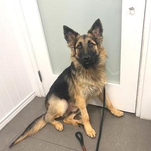 Caspiar, German Shepherd Dog / Mixed Breed, young, available for adoption