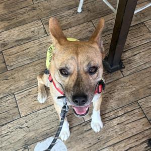 A brown and white dog with a yellow vest and a red collar, sitting on a wooden floor and looking up at the camera.