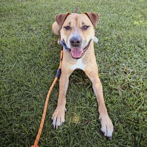 A brown dog with floppy ears lying on green grass, wearing a collar and leash.