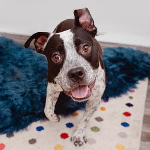 A brown and white dog with floppy ears and a happy expression, standing on a colorful polka-dotted rug with a blue fluffy blanket in the background.