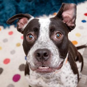 Elmer, Pit Bull Terrier / Cattle Dog, young, available for adoption