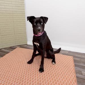 Deji, Shepherd / Mixed Breed, adult, available for adoption