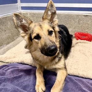 Dominica, German Shepherd Dog / Mixed Breed, young, available for adoption