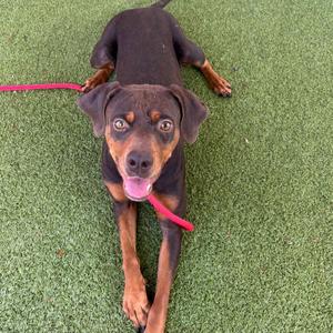 A black and tan dog lying on green artificial grass with a red leash attached to its collar.