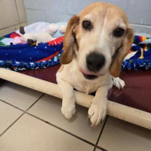 Meryl, Beagle, senior, available for adoption