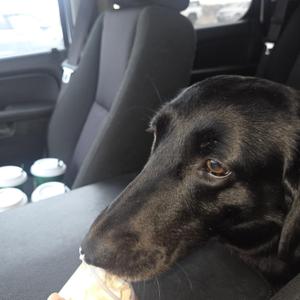 Millie, Labrador Retriever, senior, available for adoption