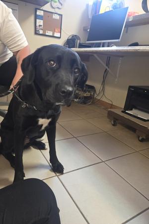 A black dog with a small white patch on its chest sitting in an office or clinic.