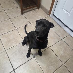 black dog sitting on tiled floor