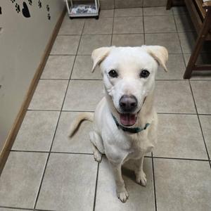A white dog sitting on a tiled floor, looking up with its mouth open and tongue out.