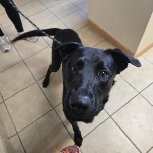 Archer, Black Labrador Retriever, young, available for adoption