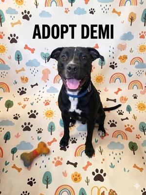 Demi, Pit Bull Terrier, young, available for adoption