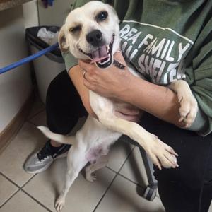 Copper, Mixed Breed, young, available for adoption