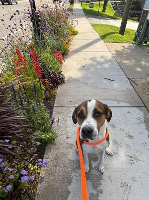 Aspen, Hound, adult, available for adoption