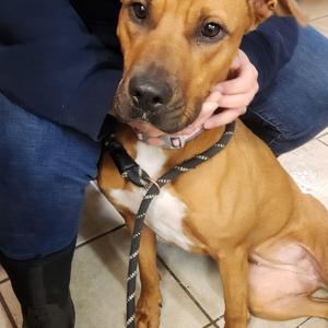 Daisy, Pit Bull Terrier, adult, available for adoption