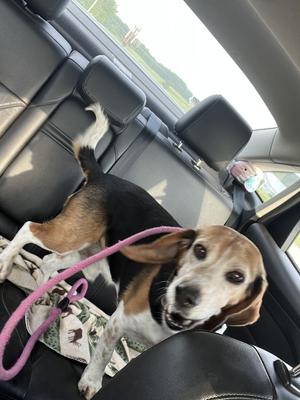 Beryl, Beagle, adult, available for adoption