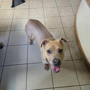 a brown dog standing on a tiled floor with its tongue out