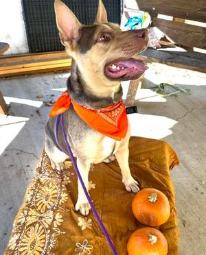 Gigi, Mixed Breed, young, available for adoption