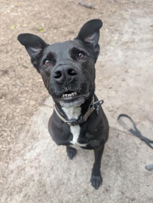 A black dog with a white chest and a collar, looking up at the camera with its ears perked up.
