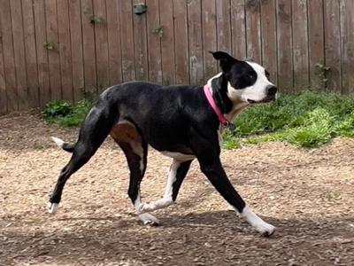 Mia, Pit Bull Terrier and Border Collie, adult, available for adoption