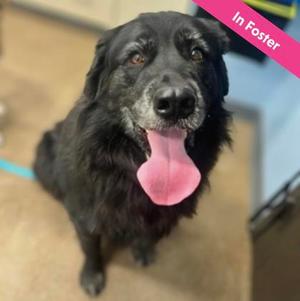 Mister, Mixed Breed, adult, available for adoption