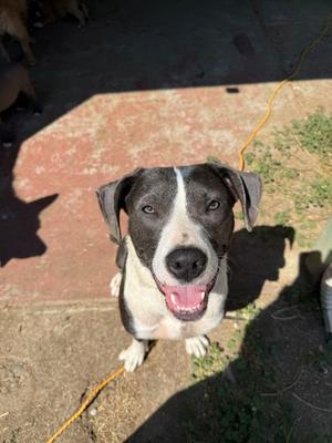 Norma Jean, Mixed Breed, young, available for adoption