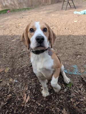 a beagle puppy sitting on the ground