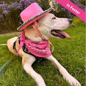 Madonna, Hound Mix, young, available for adoption
