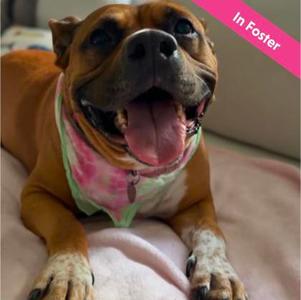 Watermelon, Mixed Breed, adult, available for adoption