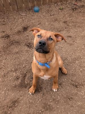 a brown dog with a blue collar sitting on dirt