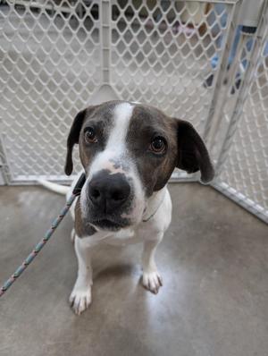 A brindle and white dog with floppy ears sits on a concrete floor looking at the camera. A white metal gate is behind the dog. A leash is attached to the dog's collar.