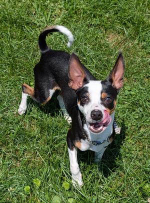 Arlo, Chihuahua / Rat Terrier, young, available for adoption