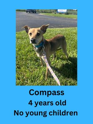 Compass, Terrier, adult, available for adoption
