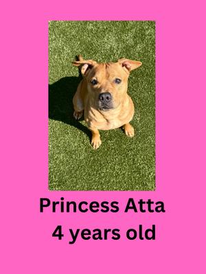 A brown dog with floppy ears sitting on green grass, looking up at the camera. The dog is named Princess Atta and is 4 years old.