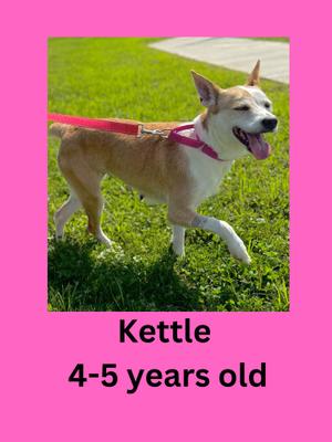 A brown and white dog named Kettle, 4-5 years old, is running on a grassy field with a red leash.
