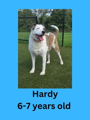 A white and brown dog standing on a grassy area with a fence in the background. The dog is looking up with its mouth open and tongue out. The text below the image reads "Hardy 6-7 years old".
