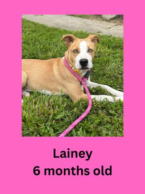 A brown and white puppy with blue eyes lying on grass, wearing a pink leash. The text below the image reads "Lainey 6 months old".