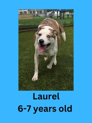 A brown and white dog standing on a grassy field with a blue background. The dog is looking at the camera with its mouth open and tongue out. The text below the image reads "Laurel 6-7 years old".