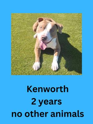 Kenworth, Pit Bull Terrier, adult, available for adoption