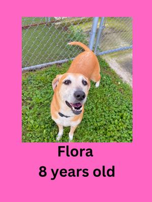 A happy brown and white dog named Flora, 8 years old, standing on grass in front of a chain-link fence.