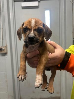 Dakota - Dark Blue C, Pit Bull Terrier / Mixed Breed, puppy, available for adoption