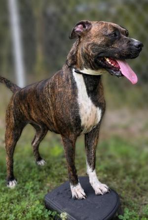 A brindle and white dog standing on a black object, with its tongue out and looking to the right.