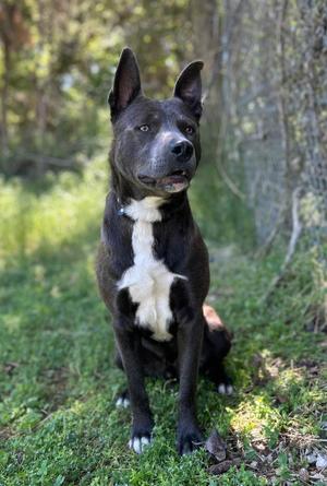 A black and white dog sitting on grass in a forested area.