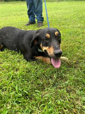 Arrax, Hound / Mixed Breed, young, available for adoption