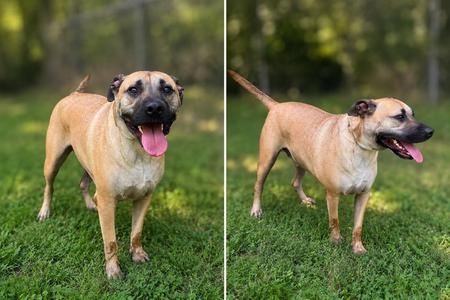 Ak, Boxer, young, available for adoption