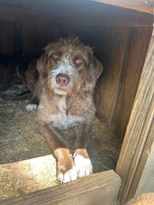 Crimson, Wirehaired Pointing Griffon, young, available for adoption
